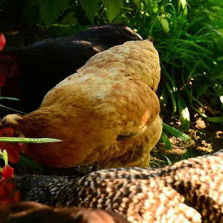 Affittacamere Fleckhof